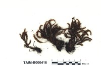 藏品(刺葉檜苔)的圖片